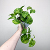 Epipremnum pinnatum Global Green P17 wisząca