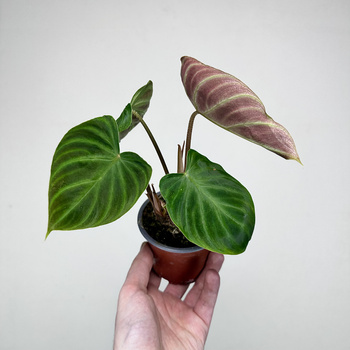 Philodendron Verrucosum Incensi Filodendron P9