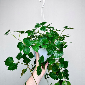 Cissus rombolistny P17 wisząca