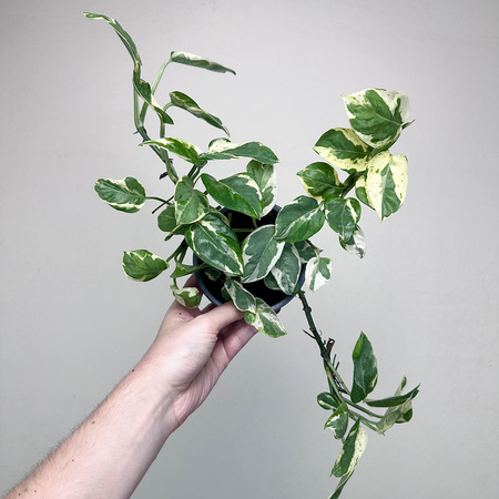 Epipremnum Pearls and Jade | White Panther P12