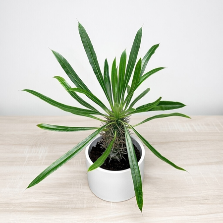 Pachypodium lamerei palma Madagaskaru P11