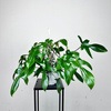 Philodendron Florida Beauty Green Filodendron P19 wisząca