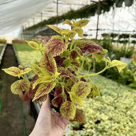 Koleus zółto-czerwony Coleus Pokrzywka Ozdobna