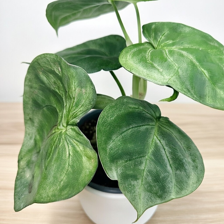 Syngonium Ice Frost Zroślicha P12