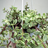 Portulacaria afra Variegata P17 wisząca