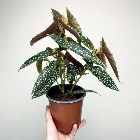 Begonia Double Dot P14