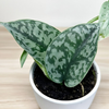 Scindapsus pictus Silver Lady P9