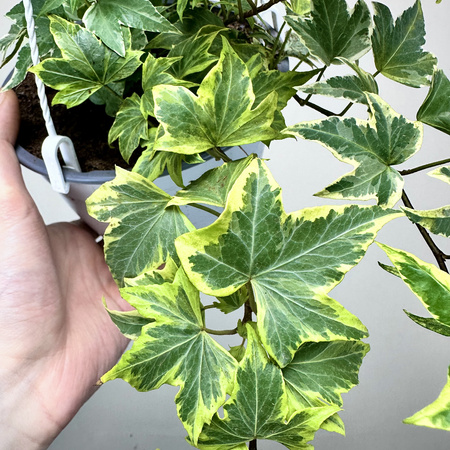 Hedera helix Yellow Ripple bluszcz P17 wisząca