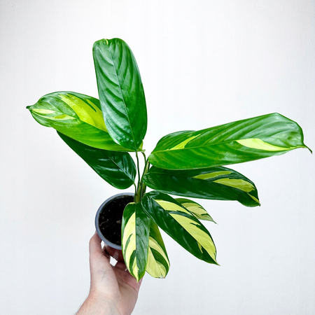 Ctenanthe lubbersiana Golden Mosaic