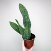 Sansevieria masoniana Sanseweria P12