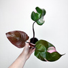 Philodendron Pink Princess Filodendron P9