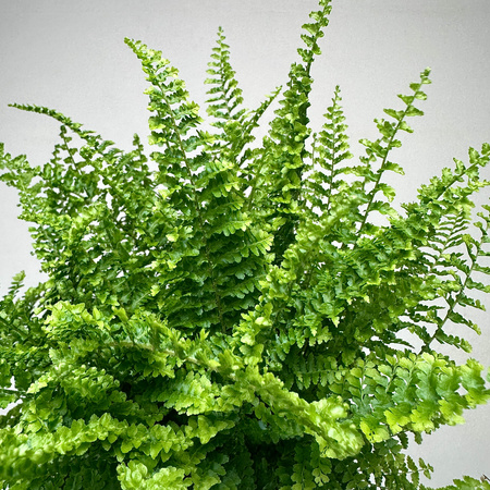 Paproć Fluffy Ruffles Nephrolepis exaltata P9