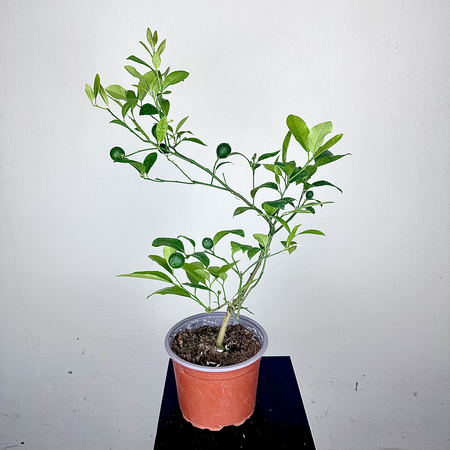 Mandarynka drzewko cytrusowe z owocami P17