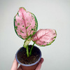 Aglaonema Zircon Red Aglonema P9
