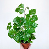 Cissus Rombolistny P12