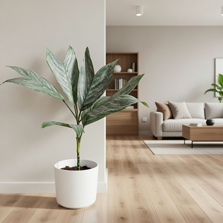 Chamaedorea Metallica Chamedora Palma XL