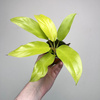 Philodendron Malaya Gold Filodendron P9