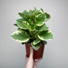 Peperomia obtusifolia Variegata P17
