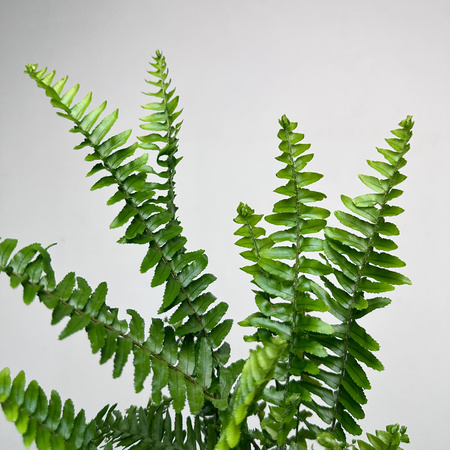 Paproć Cordata Nephrolepis exaltata P9