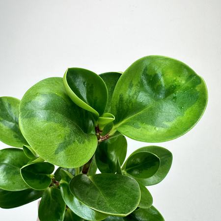 Peperomia obtusifolia Lemon Lime Peperomia tępolistna