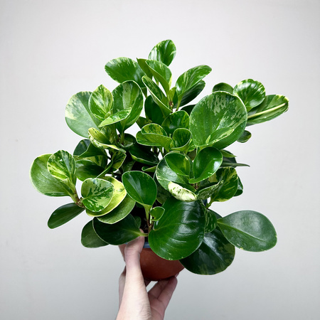 Peperomia obtusifolia Marble Variegata P17