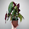 Begonia maculata Wightii Begonia koralowa P14