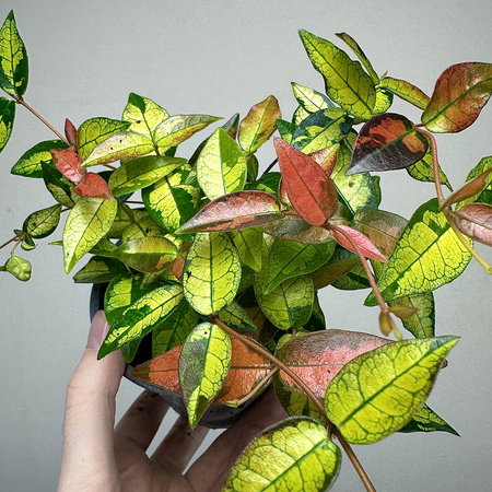 Jaśmin Azjatycki Summer Sunset Trachelospermum asiaticum P11