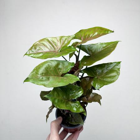 Syngonium Brocante Zroślicha P9