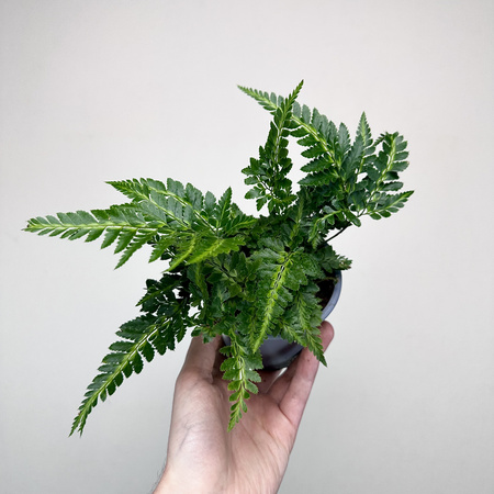 Rumohra adiantiformis Variegata Paproć P11