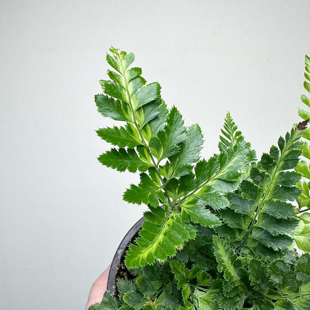 Rumohra adiantiformis Variegata Paproć P9