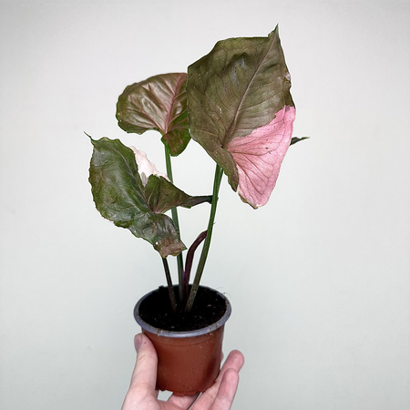 Syngonium Strawberry Ice P9