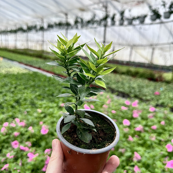 Pomarańcza Chinotto Citrus Myrtifolia P9