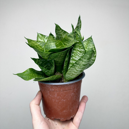 Sansewieria gwinejska Green Hahnii Sansevieria trifasciata P12