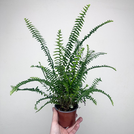 Paproć Kimberly Queen P9