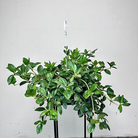 Peperomia Pereskiifolia P19 wisząca