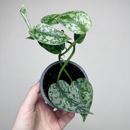 Scindapsus pictus Silver Lady P9