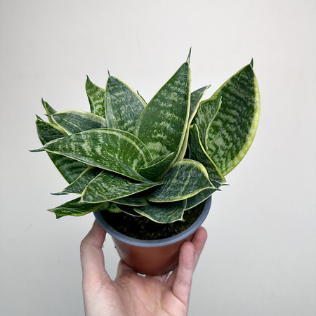 Sansewieria gwinejska Golden Hahnii Sansevieria trifasciata P12