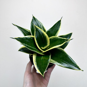 Sansevieria Hahnii Jade Sansewieria