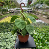 Syngonium Ice Frost Zroślicha P19 wisząca