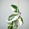Hoya Carnosa Krimson Queen Hoja P9