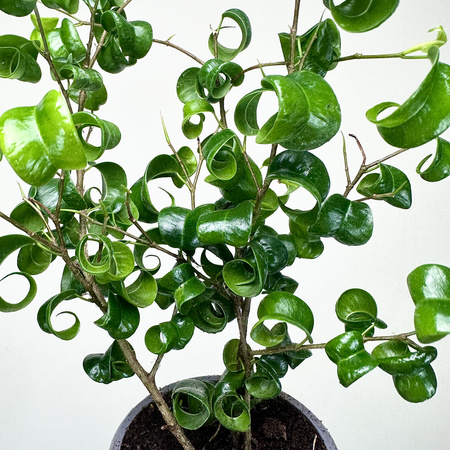 Ficus Benjamina Barok Figowiec Fikus P9