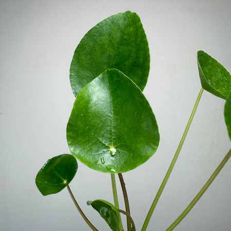 Pilea Peperomioides Pieniążek P9