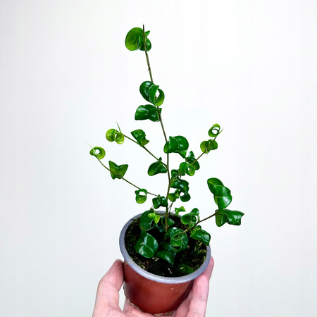 Ficus Benjamina Barok Figowiec Fikus P9