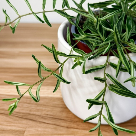 Aeschynanthus Green Star Eszynanthus P9