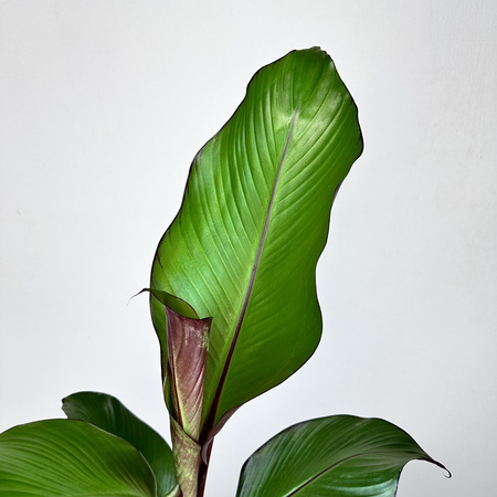 Bananowiec Ensete Maurelli P12