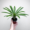 Pachypodium lamerei palma Madagaskaru P9