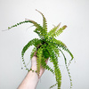 Adiantum Caudatum Paproć