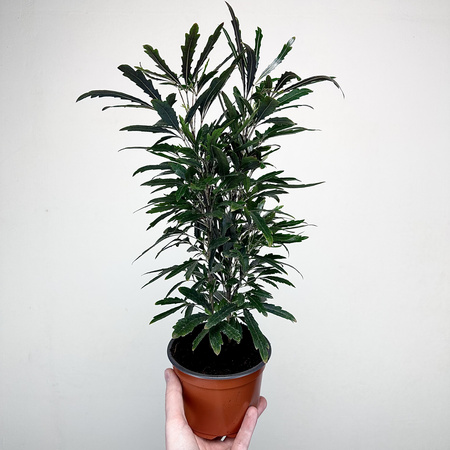 Plerandra elegantissima Szeflera Dizygoteka Schefflera Dizygotheca P12