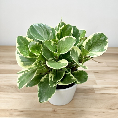 Peperomia obtusifolia Variegata P17