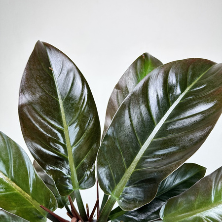 Philodendron Imperial Red Filodendron